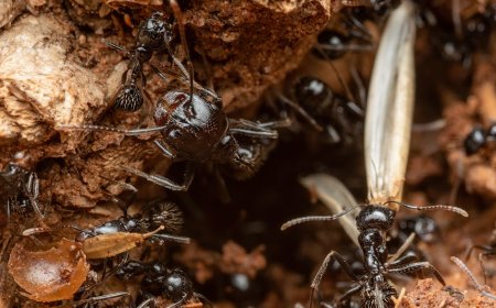 Ant & Dec Rilis Podcast Perdana, Strategi Cerdas di Era Digital?