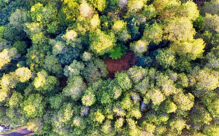 Indonesia’s Natural Wonders and Science: Biodiversity and Conservation Efforts