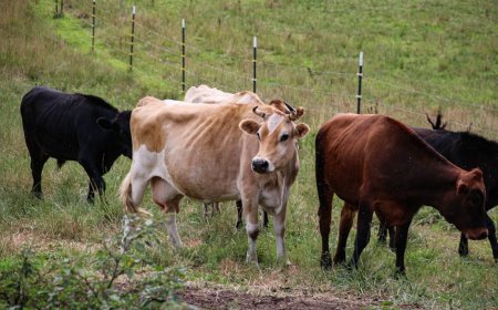 Veronika Sapi Pertama yang Tercatat Menggunakan Alat di Dunia