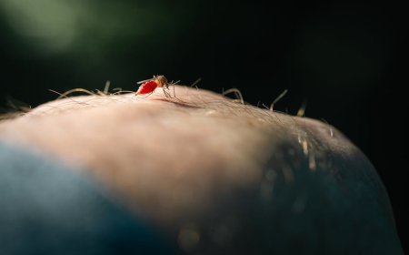 Mengatasi Gigitan Semut Gejala Risiko dan Langkah Pertolongan