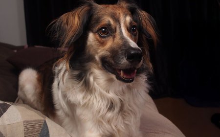 Fakta Manfaat Memelihara Hewan untuk Kesehatan Mental Kita