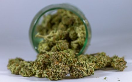 Petani Ganja Karibia Bidik Pasar Lokal dan Ekspor Global