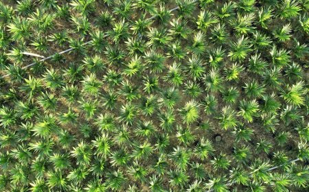 Mentan Amran: Sawit Kekuatan Politik Indonesia di Panggung Global