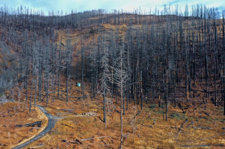 Indonesia’s Natural Resilience and Biodiversity After Sumatra’s Disaster