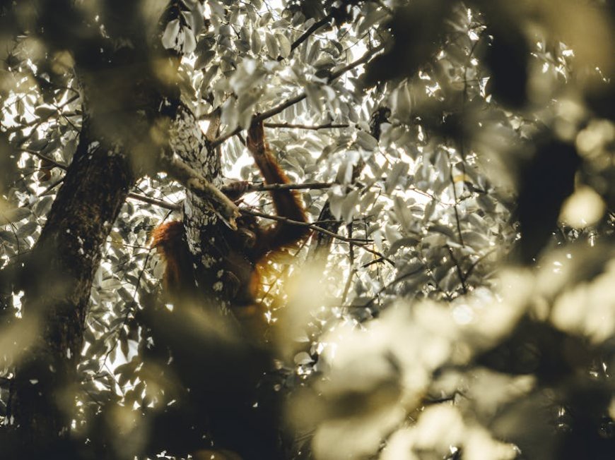 Indonesia’s Natural Resilience: Disaster Mitigation and Biodiversity Protection