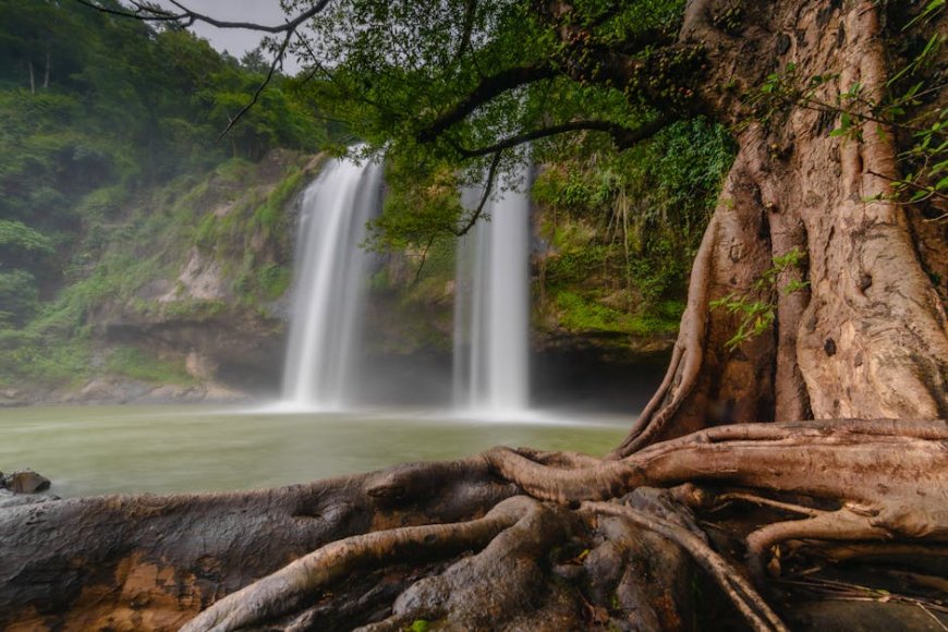 Unsung Indonesian Hero Protecting Rainforests from Illegal Palm Oil