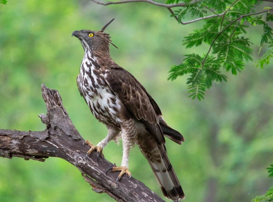 Javan Hawk-Eagle Threatened as Indonesian Forests Disappear Rapidly