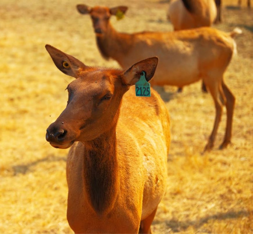 Teknologi di Balik Identifikasi Satwa Liar Lewat Foto Buram Reddit
