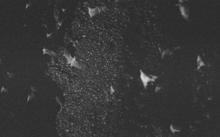 Nipah Virus Threat in Indonesia from Migrating Birds and Bats