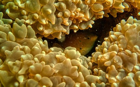 Indonesia Boosts Coral Reef Protection by Regulating Cruise Ships