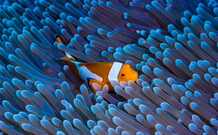 Indonesia Leads Global Ocean Innovation at Bali Summit 2026