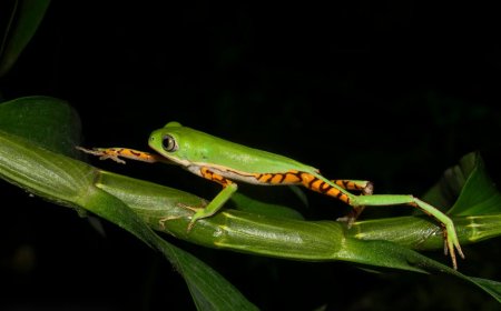 Indonesia’s Biodiversity and Conservation Efforts Inspire Global Innovation