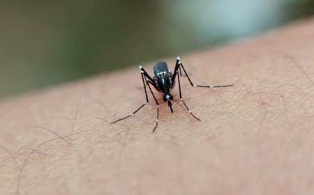 Fakta Deforestasi dan Nyamuk Haus Darah yang Sering Disalahpahami