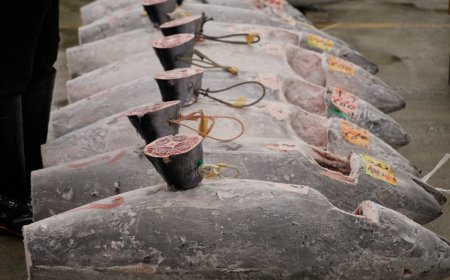 Mengungkap Permintaan Obligasi 30 Tahun Jepang dan Dampaknya ke Investor