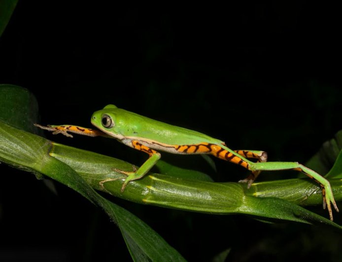 Indonesia’s Biodiversity and Conservation Efforts Inspire Global Innovation