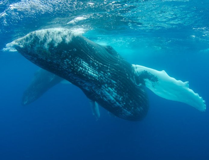 Paus Bitcoin Pindah Zona Untung, Ini 5 Strategi Kamu Hadapi Pasar