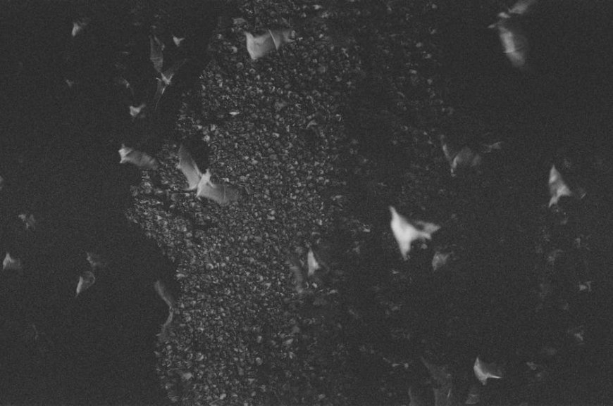 Nipah Virus Threat in Indonesia from Migrating Birds and Bats