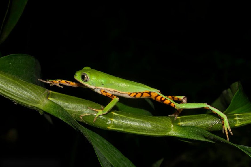 Indonesia’s Biodiversity and Conservation Efforts Inspire Global Innovation