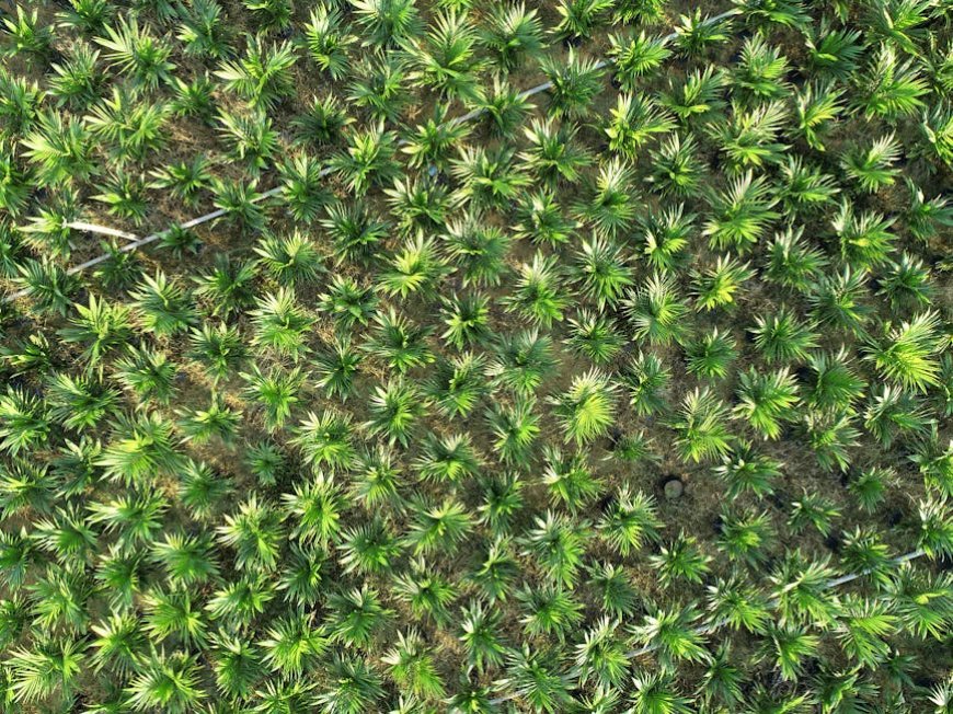 Akademisi: Sawit Krusial Dorong Pemulihan Ekonomi Pasca Bencana