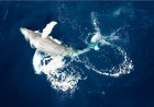 Ethereum Whale Kembali Beli 19,5 Juta ETH Apa Artinya
