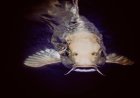 Pakan Fungsional Jamur untuk Imunitas Ikan Keli Afrika