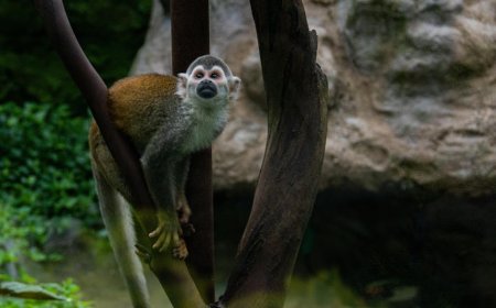 Pahami Kasus Insider Trading OpenAI dan Cara Mencegahnya