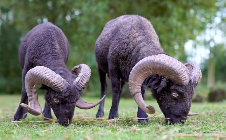 HP RAM Besar Harga 2 Jutaan Pilihan Gadget Cuan 2024