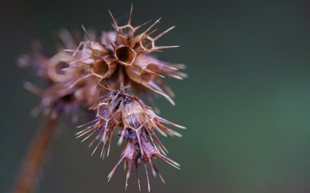 Anthropic Didukung Big Tech di Tengah Perselisihan Safeguard AI Pentagon