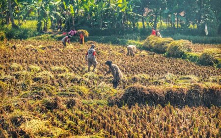 Mentan Pastikan Pangan Indonesia Kuat, Produksi Beras Stabil