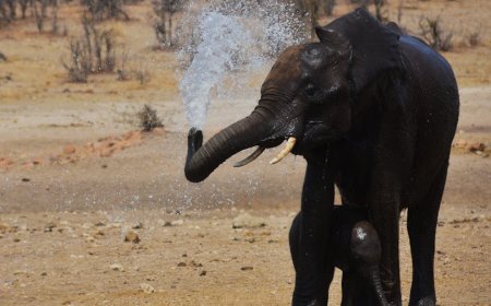 Mengupas Obligasi Konservasi Air Afrika Selatan Bernilai Tinggi