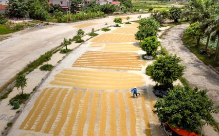 Jalan Raya Jadi Jemuran Gabah Kering, Risiko Kecelakaan Mengintai Pengguna