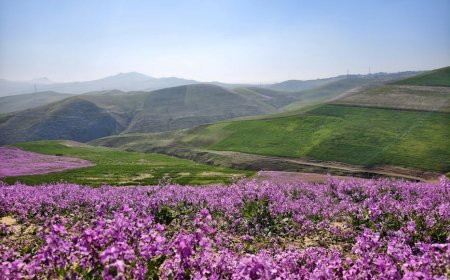 vivo V70 FE Rilis di Indonesia Simak Spesifikasi dan Harganya