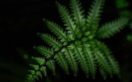 APHI Dorong Multi Usaha Kehutanan Berbasis Lanskap di Bangka Belitung