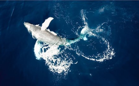 Ethereum Whale Kembali Beli 19,5 Juta ETH Apa Artinya