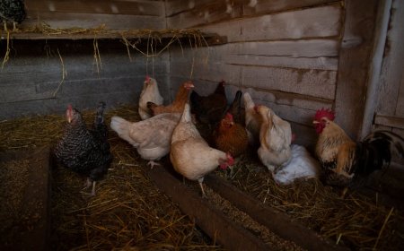 Mitos Fermentasi Limbah Susu Kedelai dan Produktivitas Ayam Joper Tidur Malam