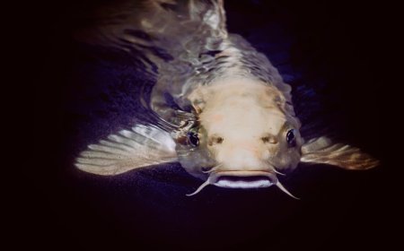 Pakan Fungsional Jamur untuk Imunitas Ikan Keli Afrika