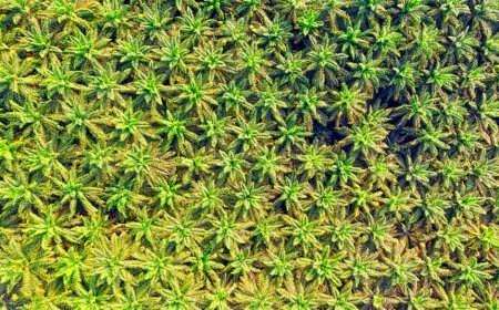 Lima Provinsi dengan Kebun Sawit Tidak Produktif Terluas
