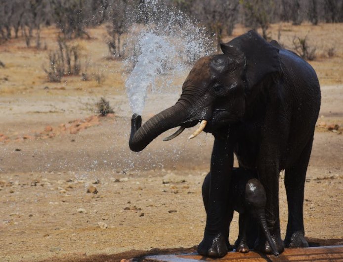 Mengupas Obligasi Konservasi Air Afrika Selatan Bernilai Tinggi