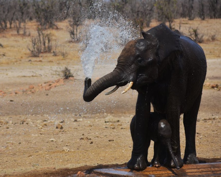 Mengupas Obligasi Konservasi Air Afrika Selatan Bernilai Tinggi