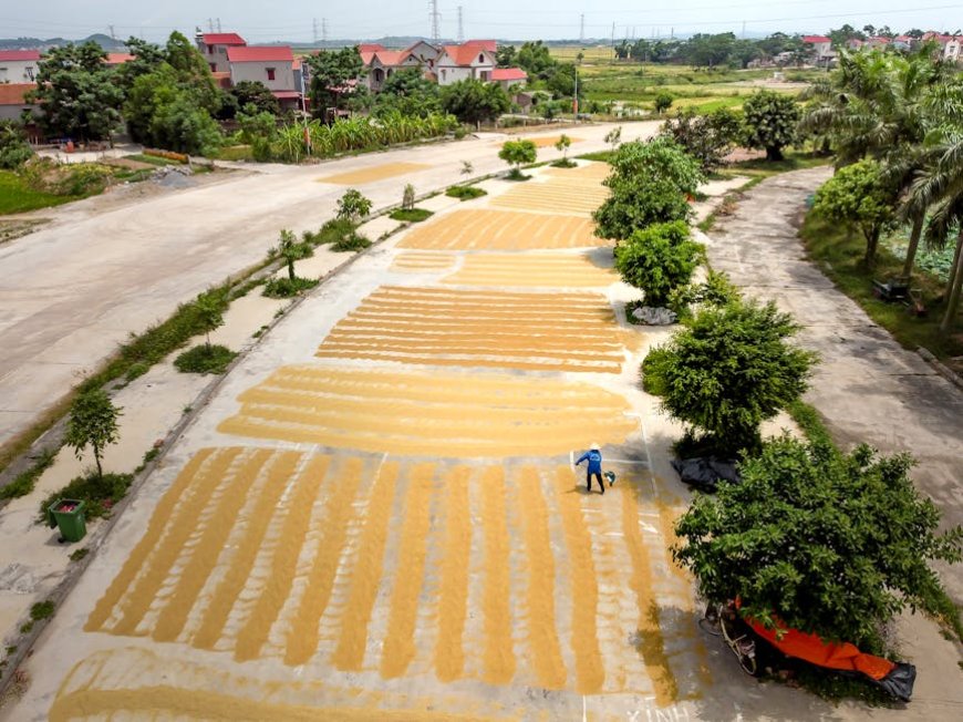 Jalan Raya Jadi Jemuran Gabah Kering, Risiko Kecelakaan Mengintai Pengguna
