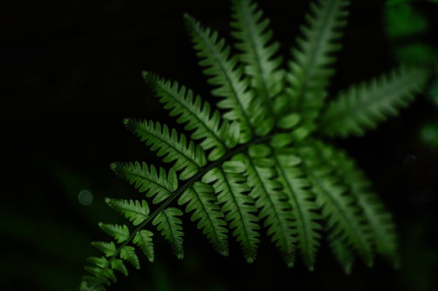 APHI Dorong Multi Usaha Kehutanan Berbasis Lanskap di Bangka Belitung