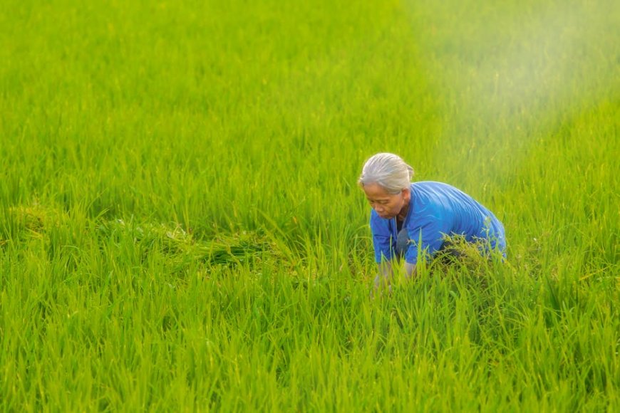 Petani NTT Kerja Keras, Pedagang Untung Besar. Akses Pasar Petani Kunci