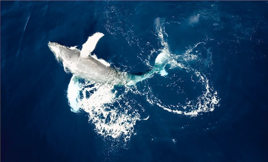 Ethereum Whale Kembali Beli 19,5 Juta ETH Apa Artinya