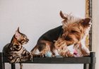 Teknologi Pelacak Hewan: Mengungkap Manfaat Nyata untuk Anjing dan Kucing Anda