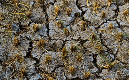 PalmCo Pakai AI Hadapi El Nino dan Kemarau Ekstrem