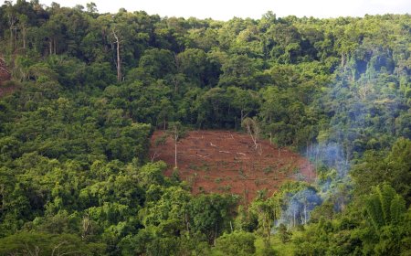 Brazil Melibatkan Manajer Bank Lawan Deforestasi Dampaknya ke Keuangan