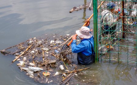 Pramono Perintahkan Wali Kota Basmi Ikan Sapu-sapu