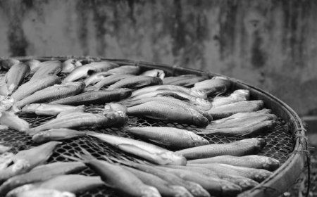 NasDem DKI Desak Pemusnahan Ikan Sapu-sapu Ketat Cegah Kembali ke Pasar