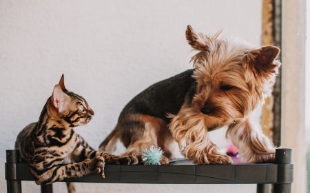 Teknologi Pelacak Hewan: Mengungkap Manfaat Nyata untuk Anjing dan Kucing Anda