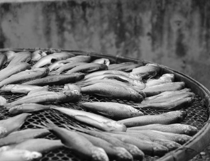 NasDem DKI Desak Pemusnahan Ikan Sapu-sapu Ketat Cegah Kembali ke Pasar